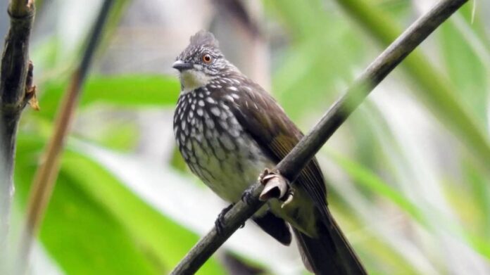 burung cucak rowo - BurungKita.com