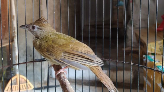 burung kapas tembak katem - BurungKita.com (1)