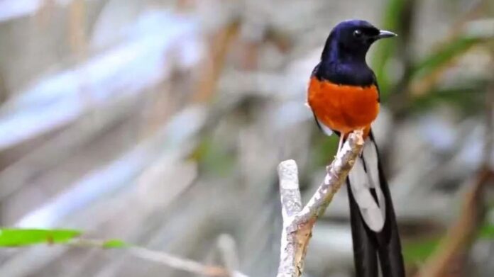 burung kandang ternak murai batu - BurungKita.com