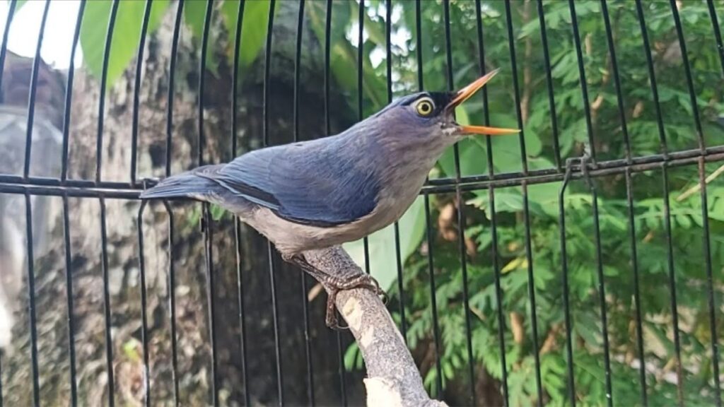 burung rambatan paruh merah - BurungKita.com (1)