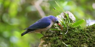 burung rambatan paruh merah - BurungKita.com