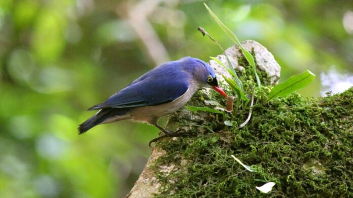 burung rambatan paruh merah - BurungKita.com