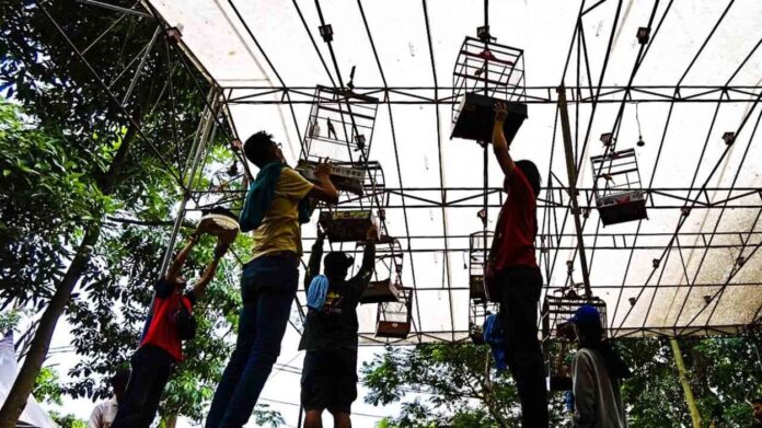 gantangan burung terdekat hari ini - BurungKita.com