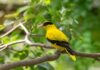 jenis burung kepodang - BurungKita.com