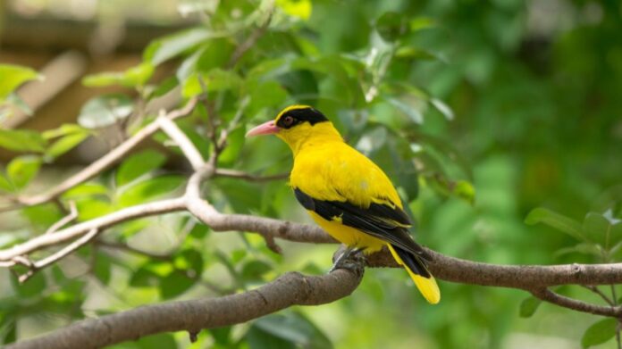 jenis burung kepodang - BurungKita.com