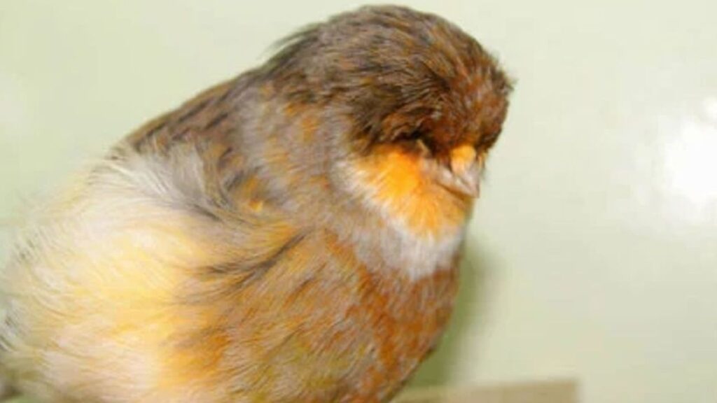 mabung pada burung - BurungKita.com (1)