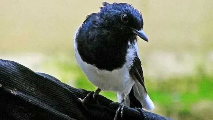 mabung pada burung - BurungKita.com