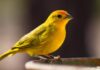 penyebab burung kenari mati - BurungKita.com
