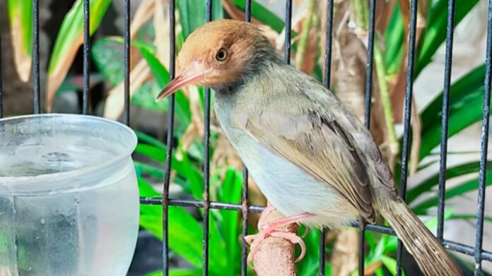 snot pada burung - BurungKita.com (1)