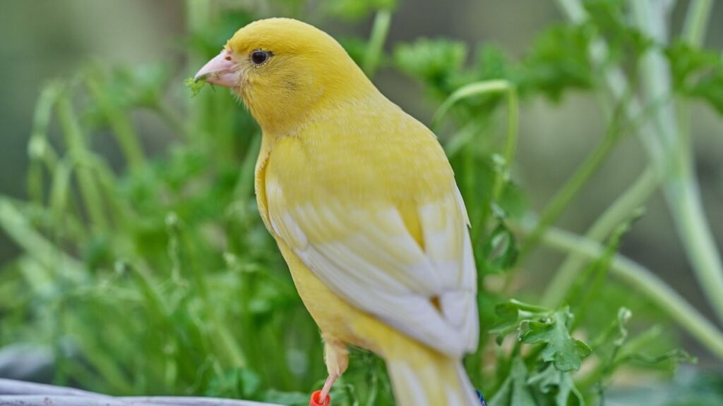 snot pada burung - BurungKita.com