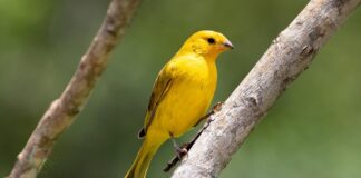 jenis kenari - BurungKita.com-2