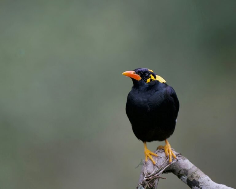 Burung beo hitam dengan gelambir kuning bertengger di ranting