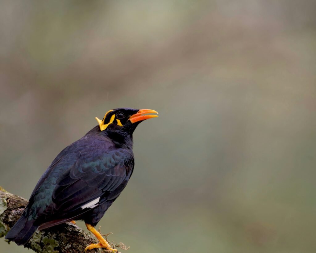 Burung beo dengan gelambir kuning dan paruh oranye