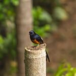 Murai batu jantan dengan ekor panjang di atas tunggul kayu