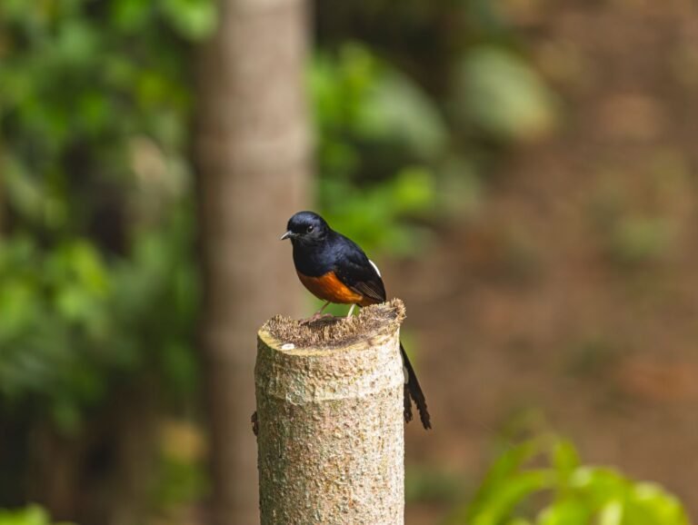 Murai batu jantan dengan ekor panjang di atas tunggul kayu