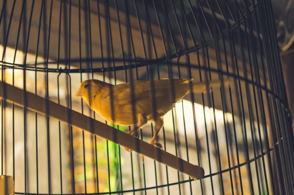 Kenari kuning di dalam sangkar