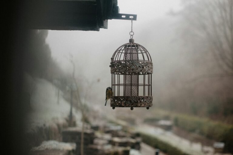 Sangkar burung tergantung di dinding rumah