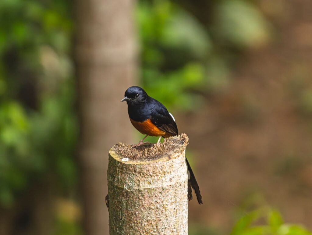 Murai batu bertengger di atas tunggul kayu