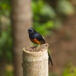 Murai batu bertengger di atas tunggul kayu